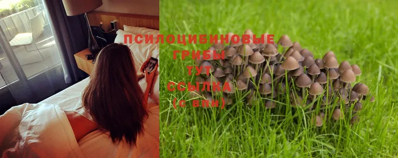 Псилоцибиновые грибы Psilocybe  как найти закладки  Высоцк 